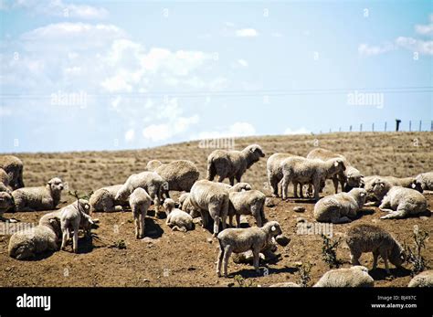 Australian Rural Hi Res Stock Photography And Images Alamy