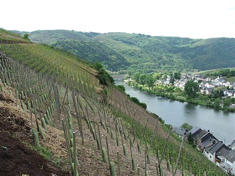 Mosel (wine region) - Wikipedia