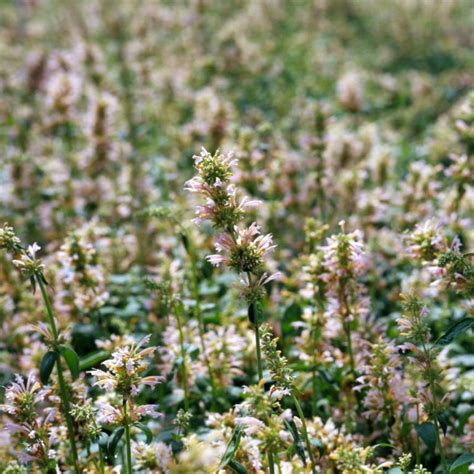 Agastache mexicana, 'Champagne' Seeds £2.34 from Chiltern Seeds