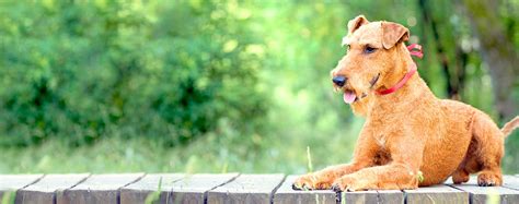 fashioned dog names popular male  female names wag
