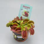 Купить Венерину Мухоловку из лучших питомников Дании | Flowerrr.ru