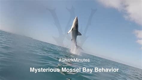 An Impressive Video Captures a Great White Shark Breaching Fully Out of ...