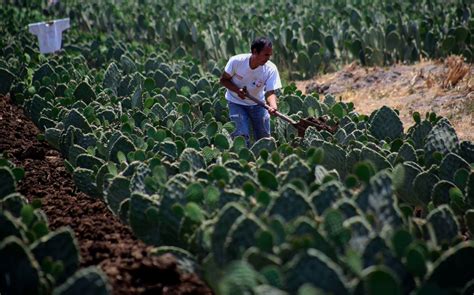 Noticias de Producción agrícola en Milenio Grupo Milenio