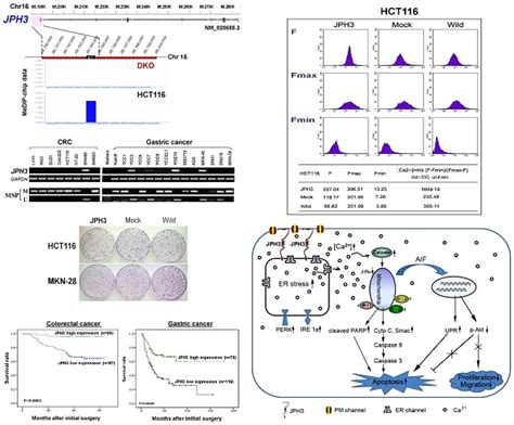 Suppression Of β Catenin Nuclear Translocation By Cgp57380 Decelerates Poor Progression And