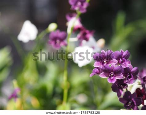 Purple Vanda Orchids Dendrobium Lindley Orchidaceae Stock Photo