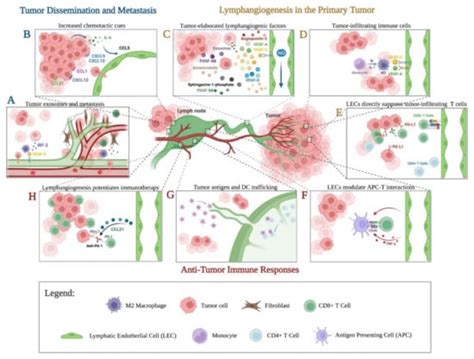 Ijms Free Full Text Lymphatics In Tumor Progression And