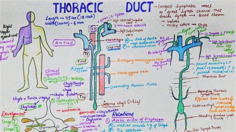 Thoracic Duct Anatomy