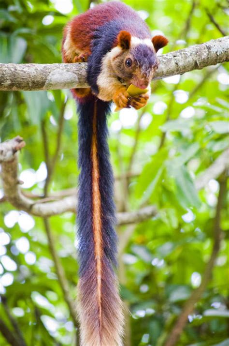 Meet The Indian Giant Squirrel, The Exotic Rainbow Rodent