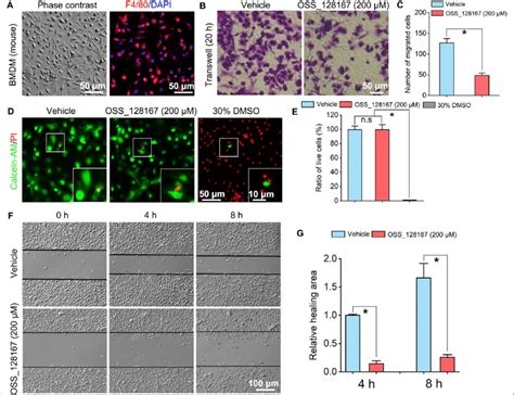 SIRT6 Inhibition Suppresses Macrophages Migration A Culture And