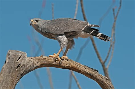 Gray Hawk Photograph By Ana Gonzalez Fine Art America