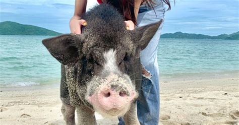 Koh Samui Wycieczka łodzią motorową po Pig Island z nurkowaniem z