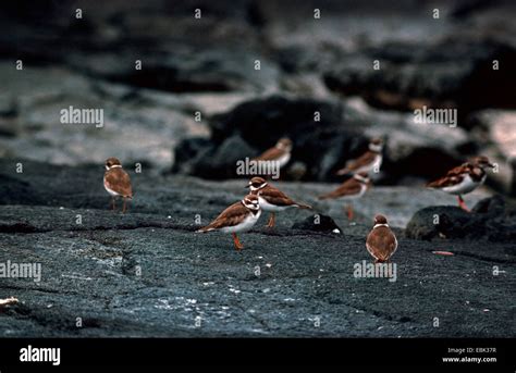 Semi Palmated Plovers Hi Res Stock Photography And Images Alamy