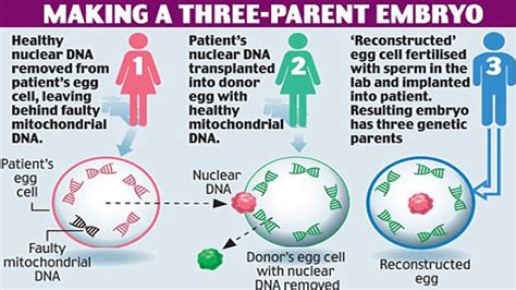 Mitochondrial Replacement Therapy