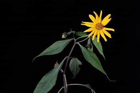 Tithonia Longiradiata Bertol S F Blake Plants Of The World Online