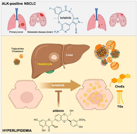 Ijms Free Full Text Silibinin Suppresses The Hyperlipidemic Effects