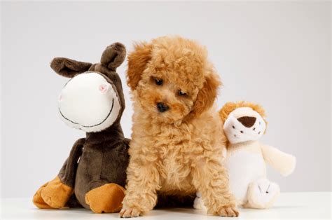 Miniature Poodles: The Ultimate Guide to This Intelligent Breed ...