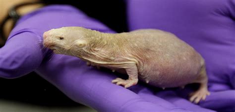Secrets Of Naked Mole Rat Cancer Resistance Unearthed