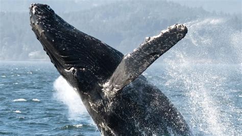 More Orcas Humpbacks Spotted In Salish Sea In Than Ever Before