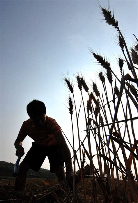 Grain Output To Exceed 12 Bln Kg In Shanxi Cn