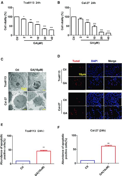 GA Inhibits Cell Viability And Induces Cytoapoptosis Of OSCC A And B