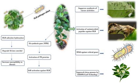 Innovative Strategies For Characterizing And Managing Huanglongbing In