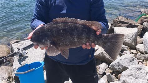 Tautog Black Fish Fishing Cape Cod Canal Youtube