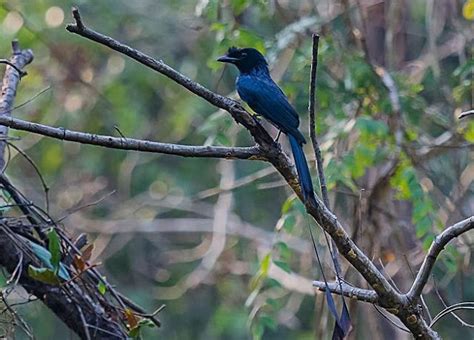 Greater Racket Tailed Drongo ARUNACHALA BIRDS