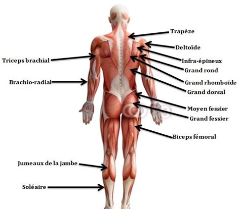 Muscles De La Ceinture Scapulaire