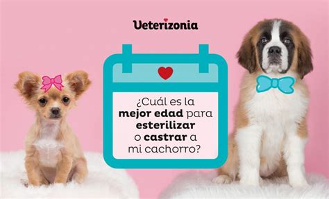 Castrar perro o esterilizar Cuál es la mejor edad Veterizonia