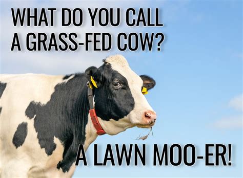 25 Cow Jokes That'll Lighten Your Moo-d | Reader's Digest Canada