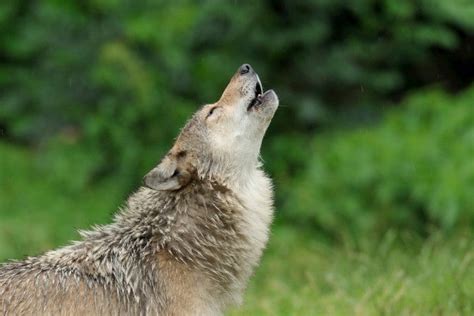 The Listening Lab Is A Fascinating Way To Learn About Animal Calls