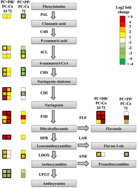 Overview Of The Regulation Of The Flavonoid Biosynthesis Pathway The