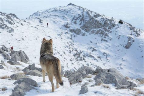 A wolf attacks a man in GBAO’s Ishkashim district | Tajikistan News ...