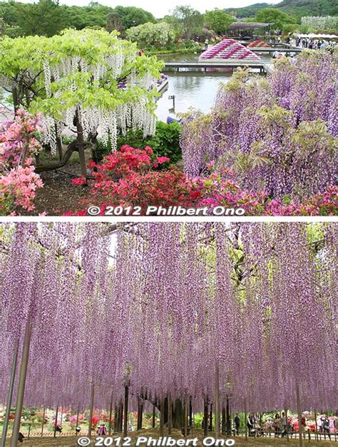 Ashikaga Flower Park, Tochigi – PHOTOGUIDE.JP