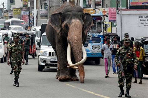 Famous elephants in Sri Lanka - Best Sri Lanka Tours