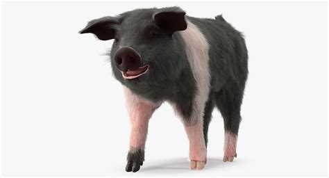 Hampshire Pig Piglet Walking 3D - TurboSquid 1355710