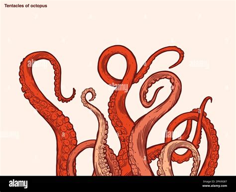 Red Octopus Tentacles Reaching Upwards Squid Like Marine Animal Body