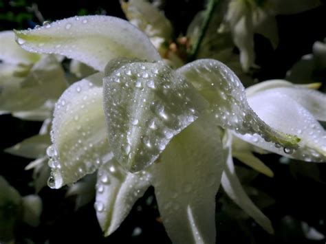 Юкка садовая: выращивание, посадка и уход с фото, размножение в ...