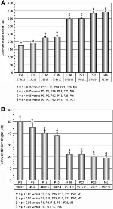 A Mean Height Of The Gerbil Ciliary Processes During Postnatal