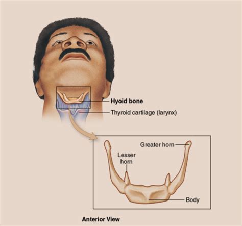 Neck Face And Shoulders Chpt Flashcards Quizlet