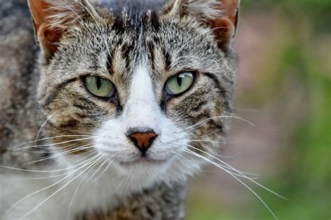 Foto Gratis Gatto Domestico Occhi Marrone Chiaro Verticale Occhio