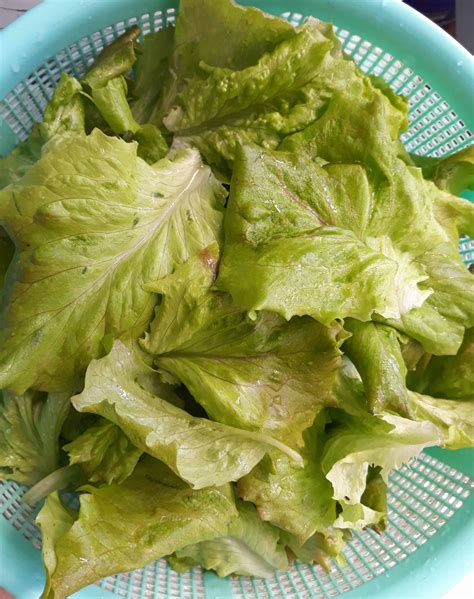 Lettuce Loose Leaf - Local Seeds