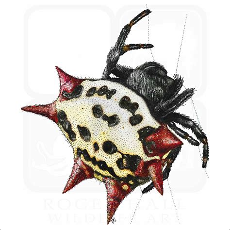 Spiny Backed Orb Weaver Spider Signed Fine Art Print