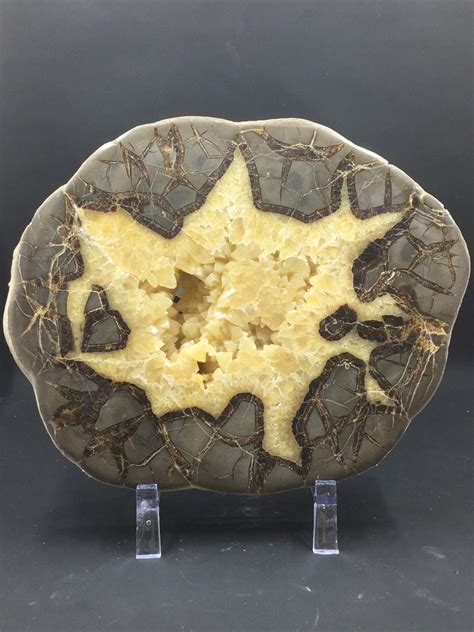 Extra Large Septarian Nodule Slab With Calcite Crystals Utah