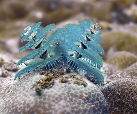 Christmas Tree Worm Madang Ples Bilong Mi Realistic Artificial