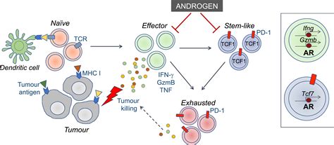 Sex‐bias In Cd8 T‐cell Stemness And Exhaustion In Cancer Hussain