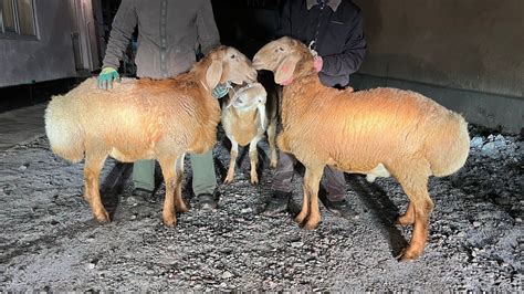 Козу кочкориктер сатылат)) кечинде тарттык)) кечки соода кылыңыздар 👋 ...