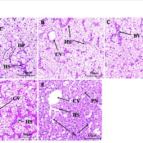 Histological Structure Of Fish Livers After D In The A Control