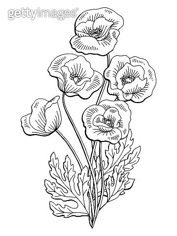 Poppy Flower Graphic Black White Isolated Bouquet Sketch Illustration