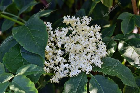 Flor De Saúco Sambucus Nigra En El Jardín 2022